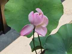 -花锦堂·隐庐