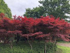 -上海鲜花港
