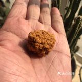 一小粒就是一斤猪肉