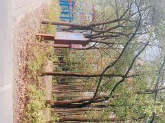 -上海滨江森林公园
