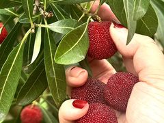 -东山风景区(洞庭东山)