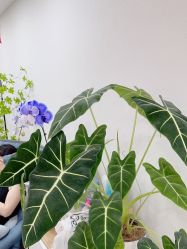-小洁美甲美睫半永久定妆