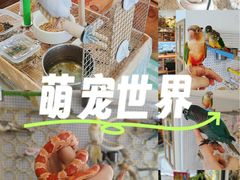 -吉丁鸟咖·异宠·寄养