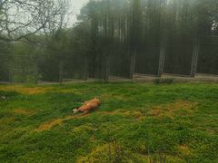 -西安秦岭野生动物园