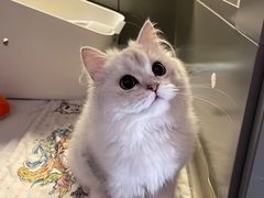 -猫大福·Fortune Cat猫舍(百子湾店)