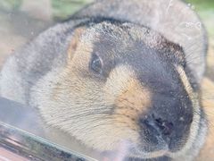-贵州森林野生动物园