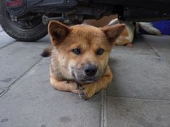 -郭爸烧仙草(西航·潭人街店)