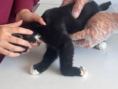 -瑞派福兴宠物医院犬猫全科·骨科·中西医结合(河东店)