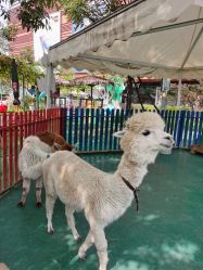 -萌宠亲子动物乐园(槐房万达店)