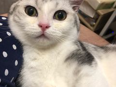 -爱妮康宠物医院·干细胞免疫细胞·肿瘤·心脏(张江店)