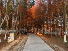 -上海海湾国家森林公园