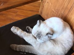 -喵园·猫主题咖啡厅·撸猫·猫咖(国贸店)