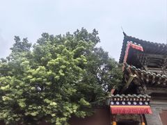 -塔尔寺-菩提树
