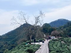 -十八棵（老龙井）御茶园(老龙井店)