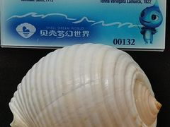 -贝壳梦幻世界