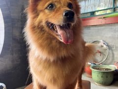 -北京观赏动物医院·24小时大型综合·猫专科·异宠专科