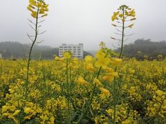 -红山村