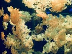 -多彩贵州城极地海洋世界