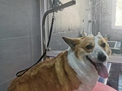 -宠福鑫康馨动物医院·骨科·眼科