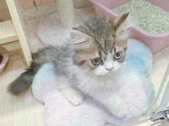 -momokira米努特·德文卷毛猫·棉花面纱犬