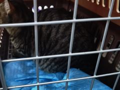 -爱侣宠医·鹦鹉专科·小型哺乳类·异宠专科(灵石路店)