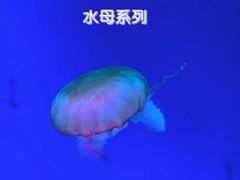 -正佳极地海洋世界