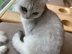 -猫和宫(六道口店)
