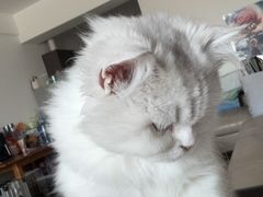 -爱洗澡的猫(望京店)