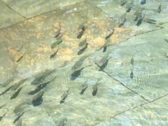 -三亚珠江南田温泉度假区