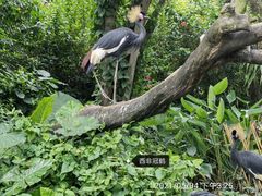 -广州长隆野生动物世界