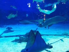 -烟台海昌鲸鲨海洋公园