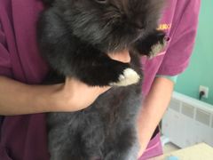 -雨林宠物医院 非犬猫异宠专科