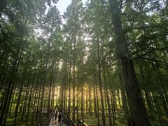 -黄海国家森林公园