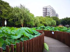 -陈家山荷花公园