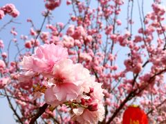 -天适樱花悠乐园