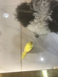 -Moni星球萌宠·小马宝莉·灵蛇·高端高阶全萌宠互动体验俱乐部(红豆国际广场店)
