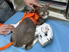 -纳吉亚猫专科动物诊疗中心(蒋宅口分院)