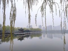-莲花池公园