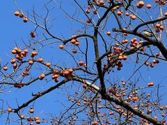 -清漾毛氏文化村