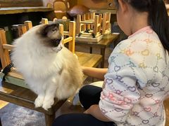 -猫猫幼稚园·撸猫·桌游·电玩