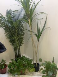 -VE专注问题肌·赛诺龙&科学美肤中心