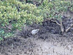 -北海金海湾红树林生态旅游区
