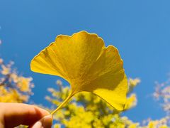 -三里屯东五街银杏大道