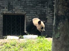 -都江堰中华大熊猫苑