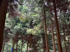 -重庆睡佛山森林公园