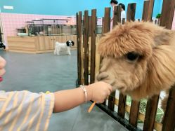 -Moni星球萌宠·小马宝莉·灵蛇·高端高阶全萌宠互动体验俱乐部(红豆国际广场店)
