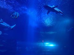 -太平洋海底世界