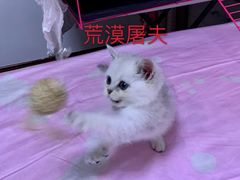 -Bastet sally猫舍购宠(静安店)