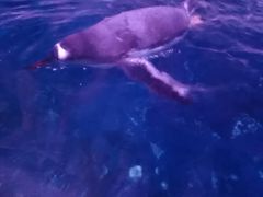 -暹罗海洋世界