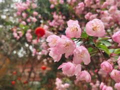 -龙华寺